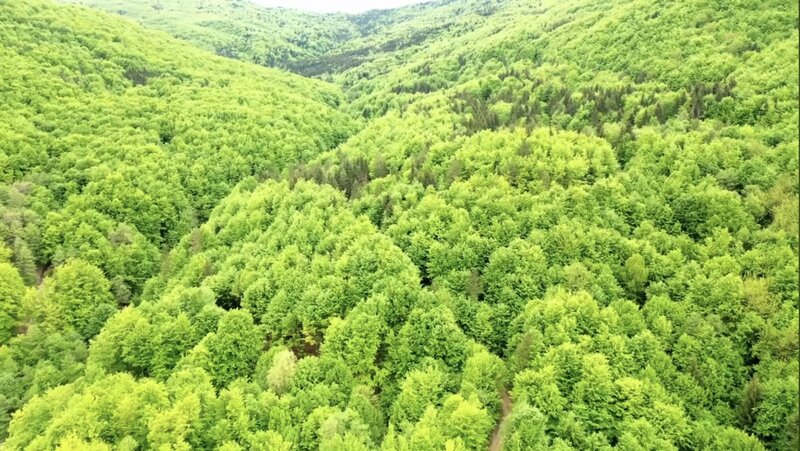 Slanic Moldova, Bacau